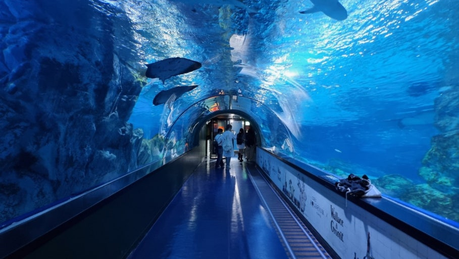 COEXアクアリウム（코엑스 아쿠아리움）の水中トンネル 青い光の中を泳ぐ海洋生物 ソウル最大規模の室内水族館 韓国旅行雨天観光スポット