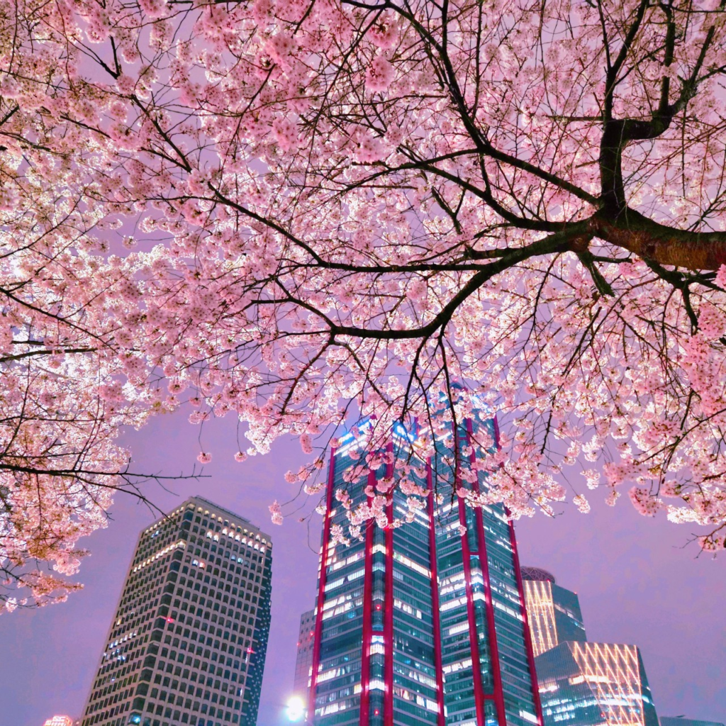 汝矣島漢江公園の夜桜と高層ビルの夜景 ソウル市民のピクニックスポットで楽しむ春の絶景